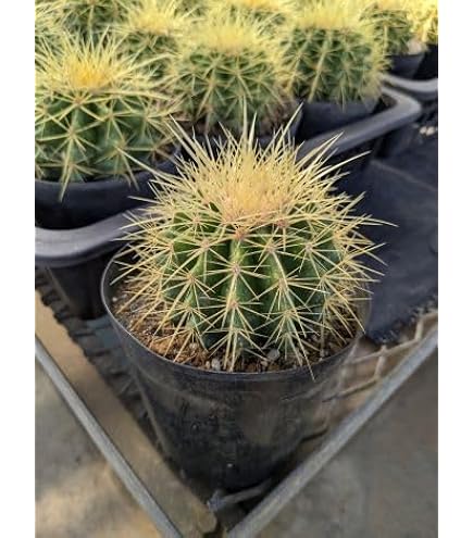 Amazon｜サボテン 金鯱（キンシャチ） 3.5号｜観葉植物 オンライン通販